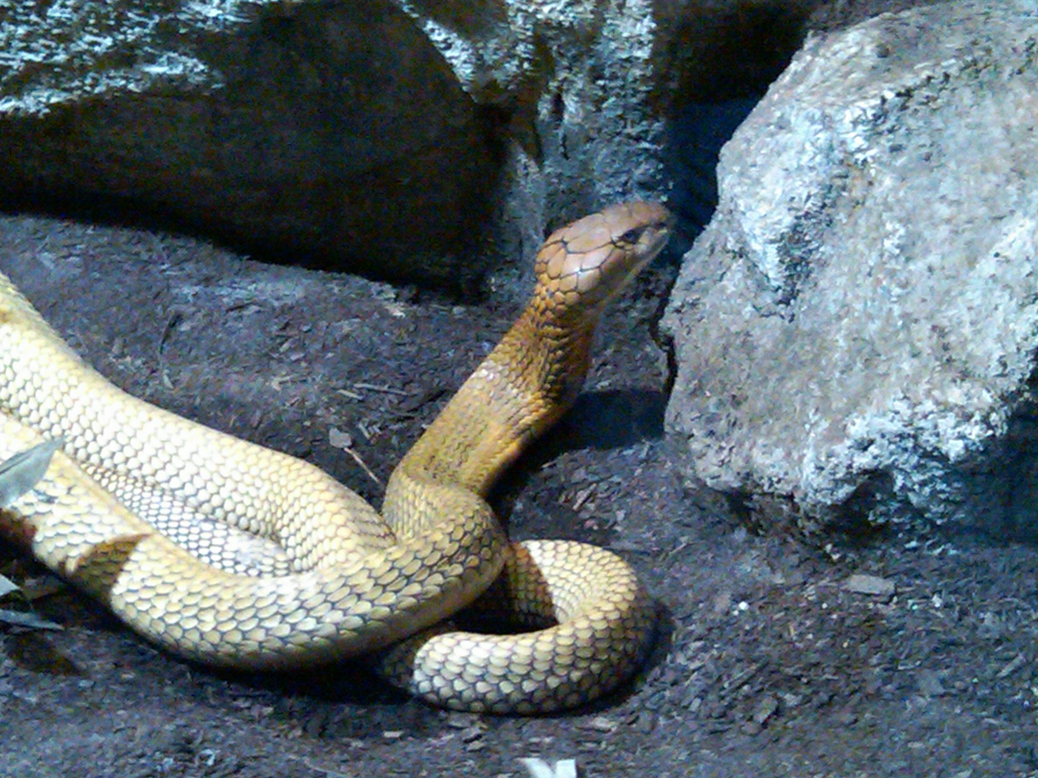 king cobra 4.jpg [707 Kb]